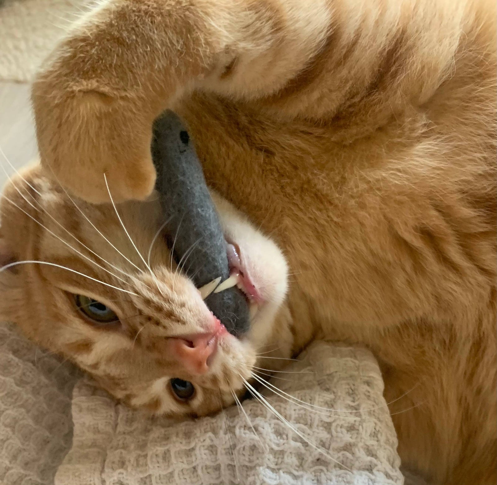 Organic Catnip Infused Wool Sardines