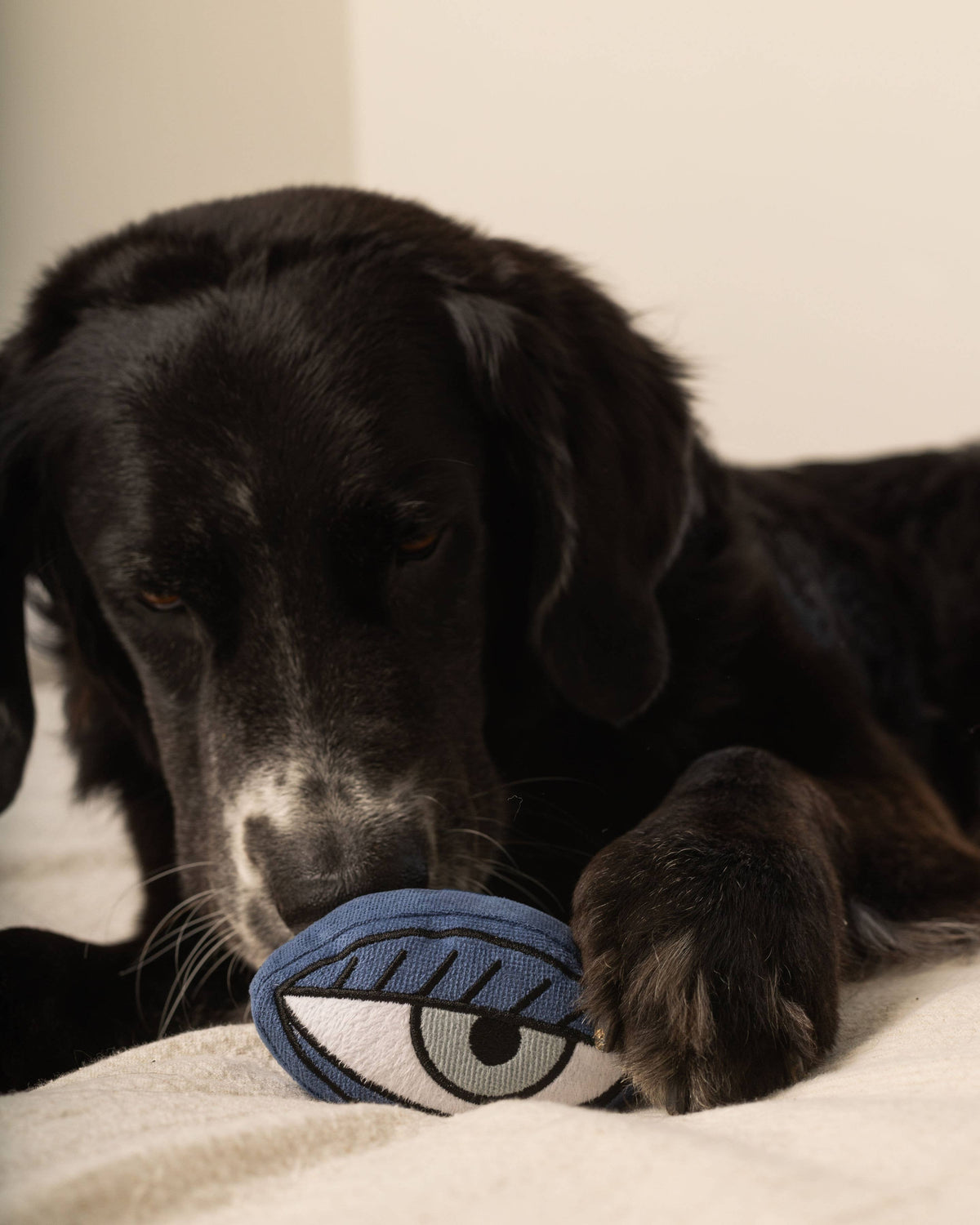 PICASSO//ENRICHMENT DOG TOY