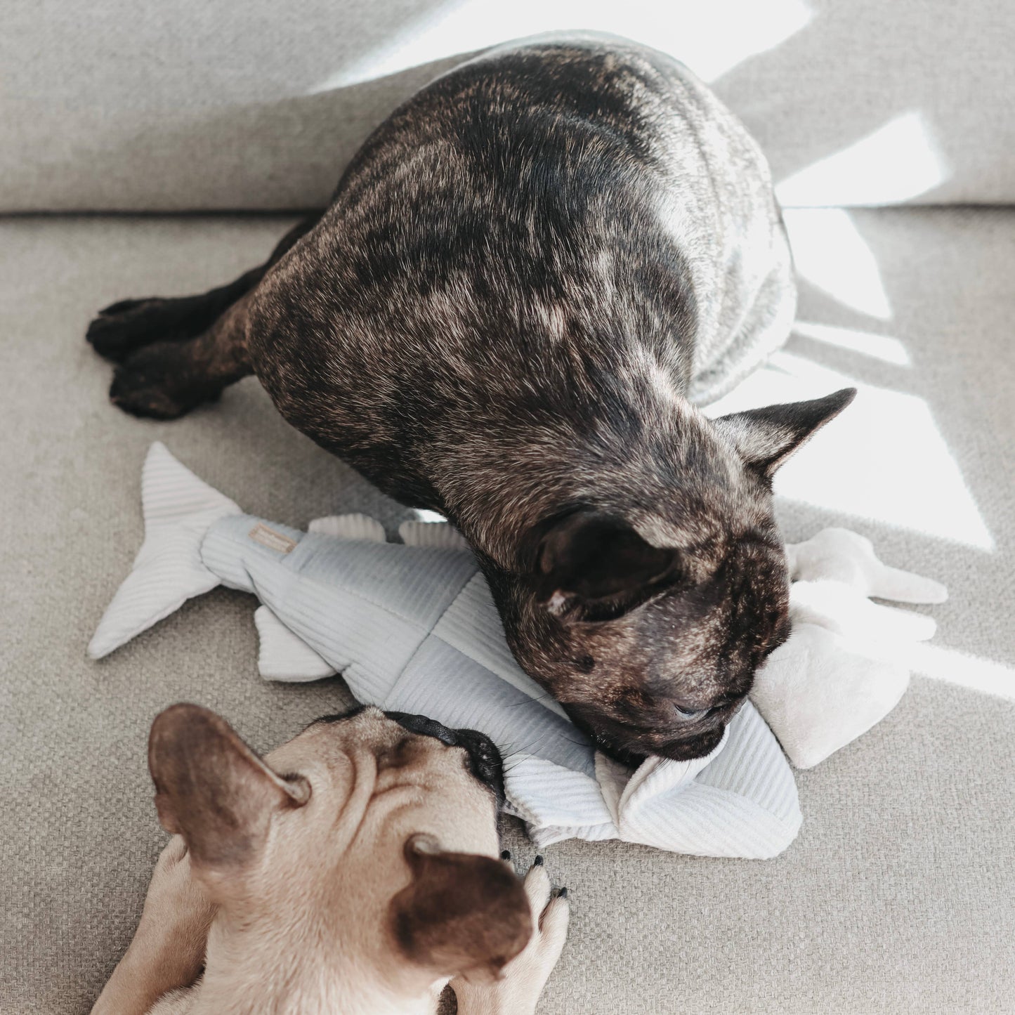 Trout Enrichment Toy